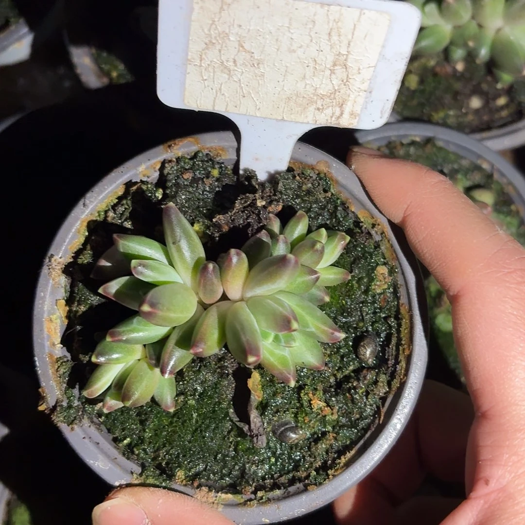 X美人9999999999999999