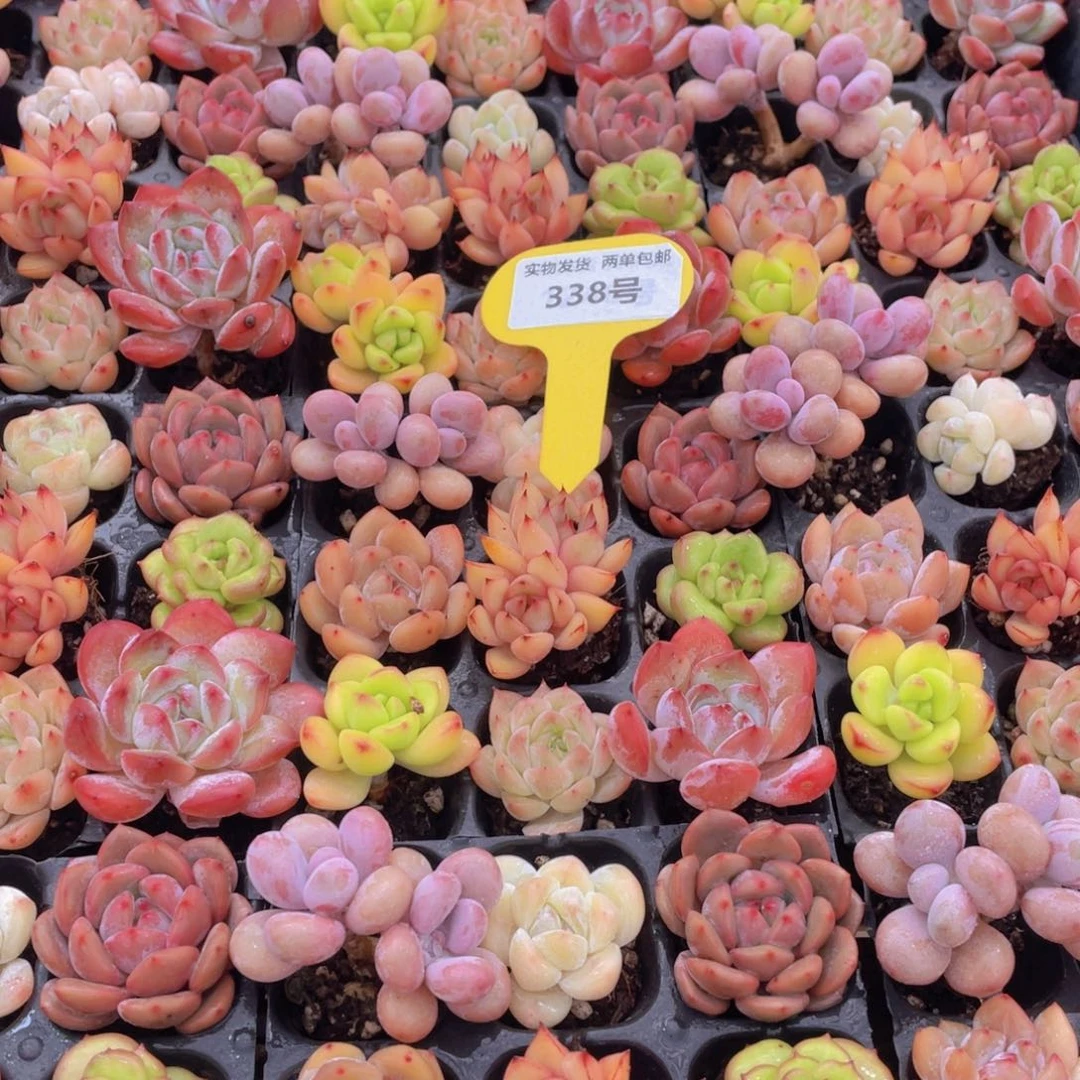 338号 七彩小可爱组合9个