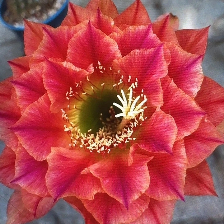 火焰超越侧芽5公分左右毛花柱（20包邮）