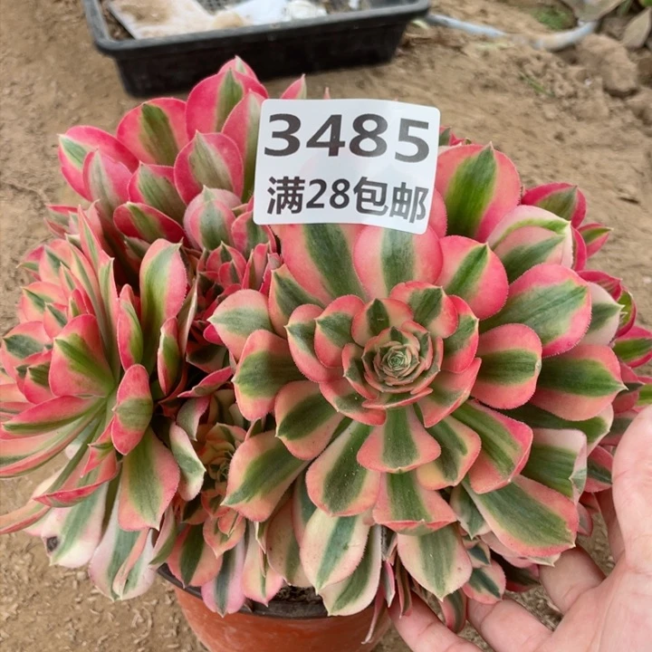 3485二号棚女巫多肉A