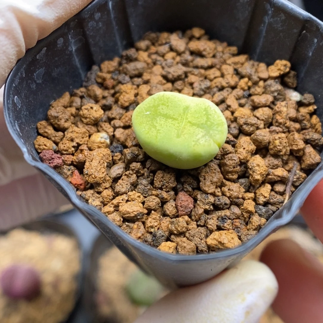多肉植物肉锥杂交K-3961 勋章杂 缀 福利