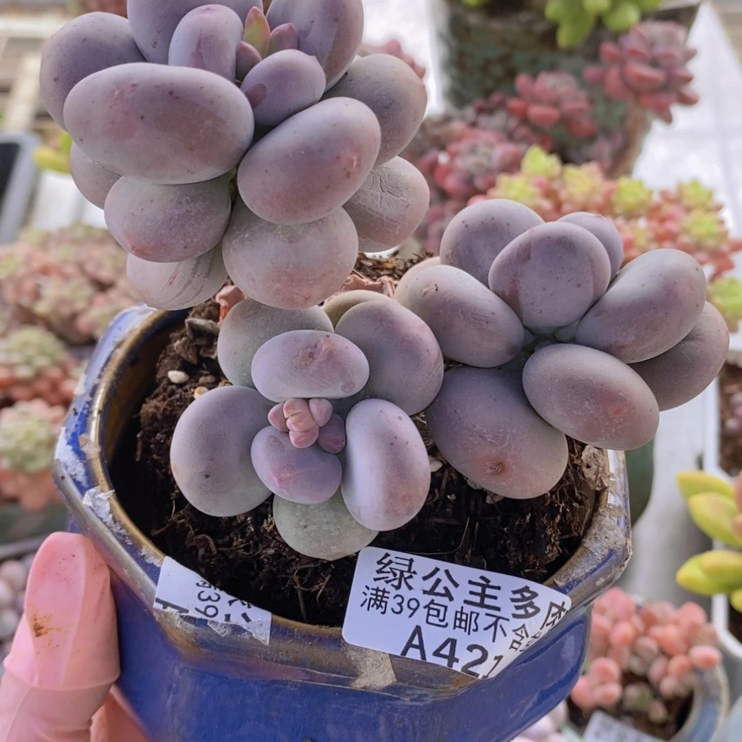 大叶奶老桩10cm421多肉植物