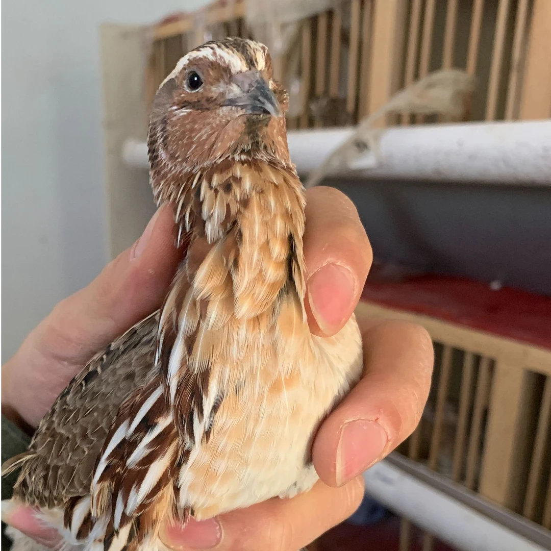 阿洋斗鹌鹑精选品