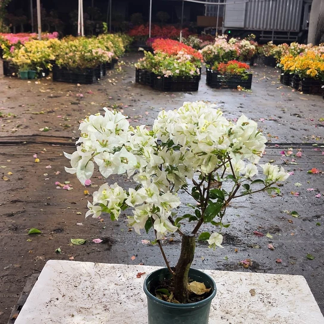 大部分花苞少量开放白雪公主掌中宝一颗