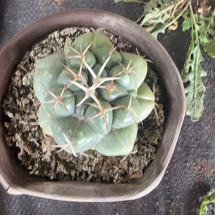 2695号木心根狂刺象牙