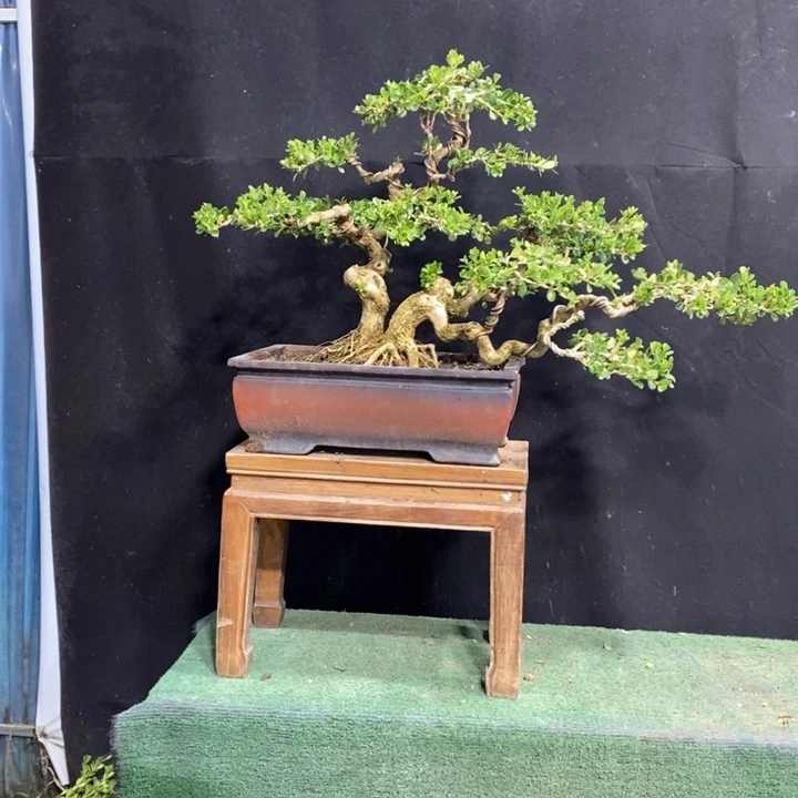 无花朵黄杨木雕作品欣赏