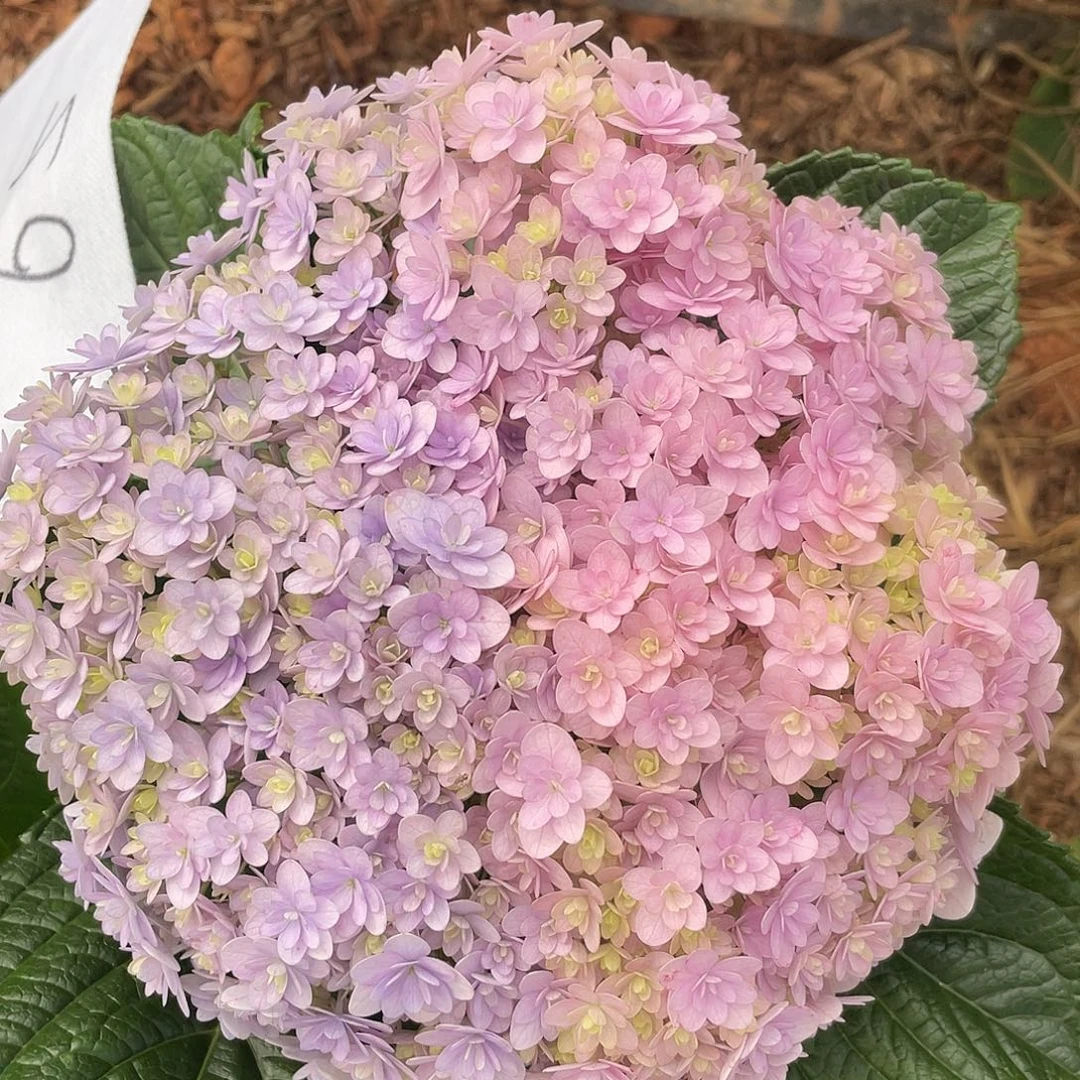 绣球切花一物一拍3枝起包邮，65