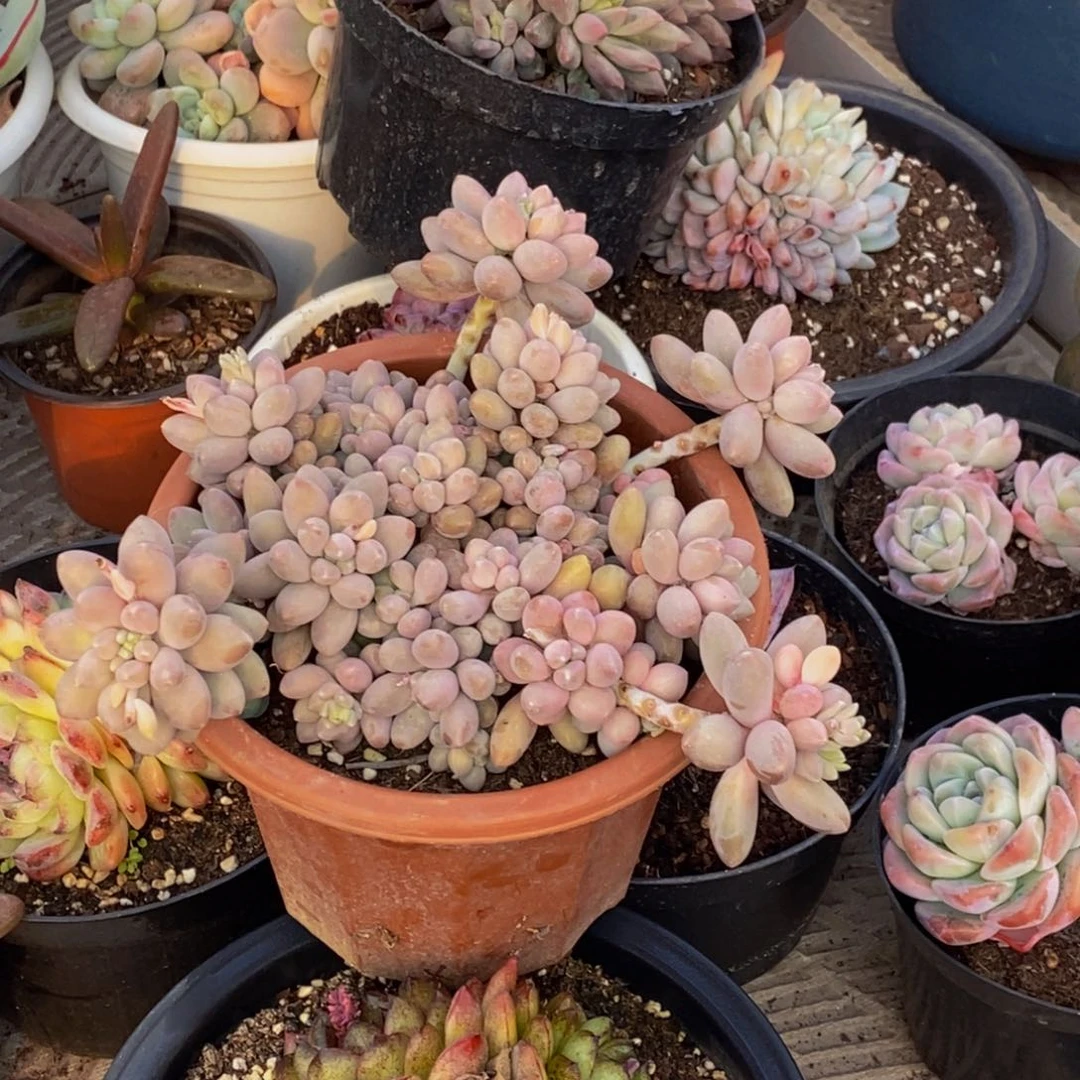 ～***～48包邮一物一拍多肉植物