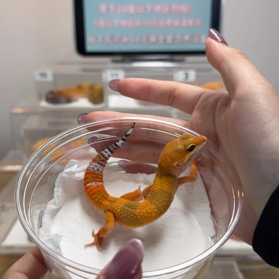 豹纹守宫蜜桔妹妹