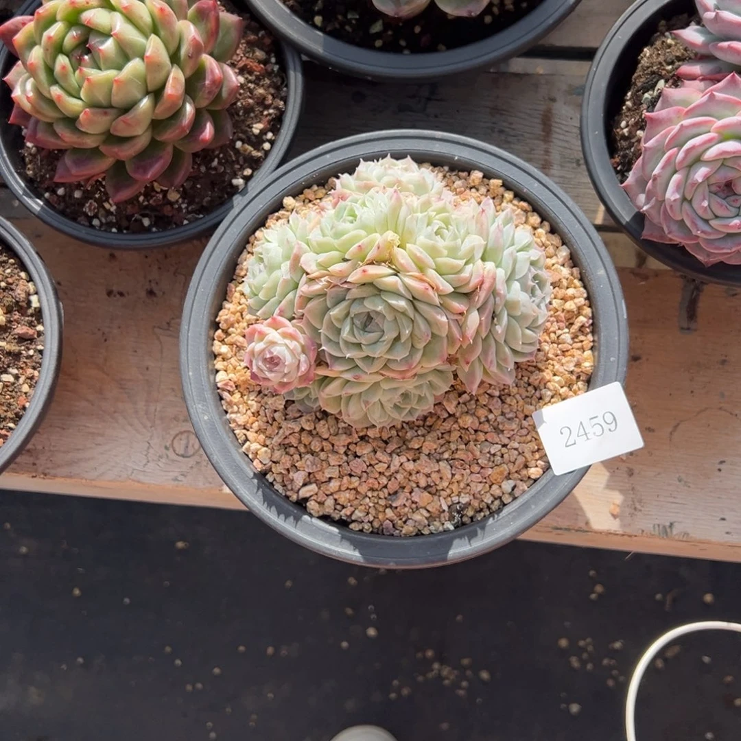 朦*2459不包整肉肉肉肉肉肉