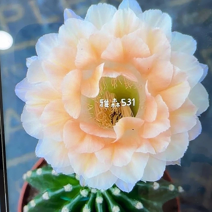 雅森531号侧芽2.5-3公分左右