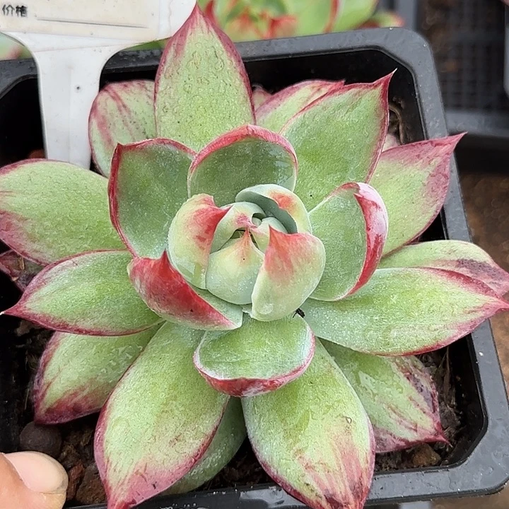 惊鸿一物一拍包装收缩花旱772