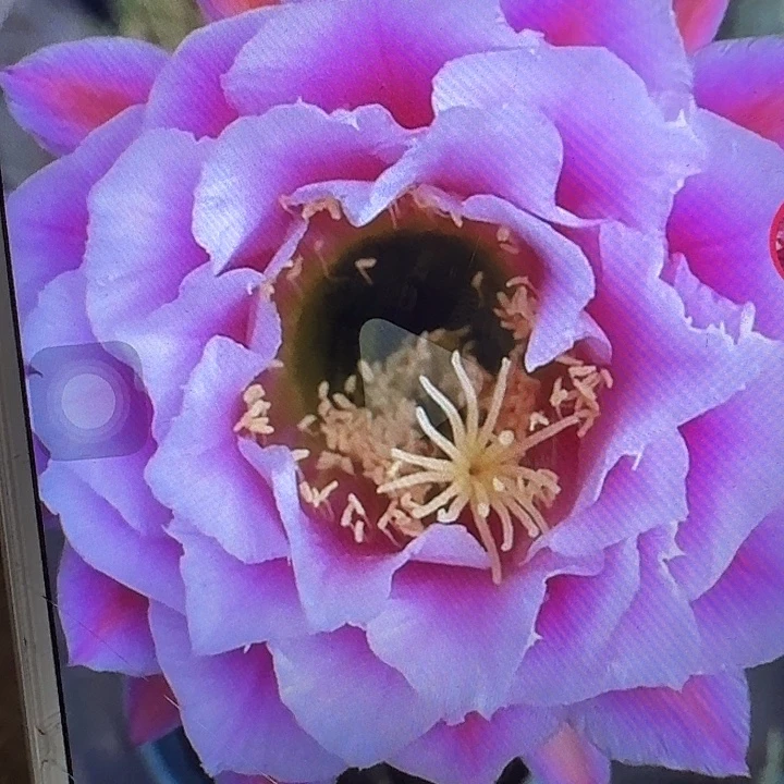 仙女侧芽5公分左右毛毛花柱（20包邮）