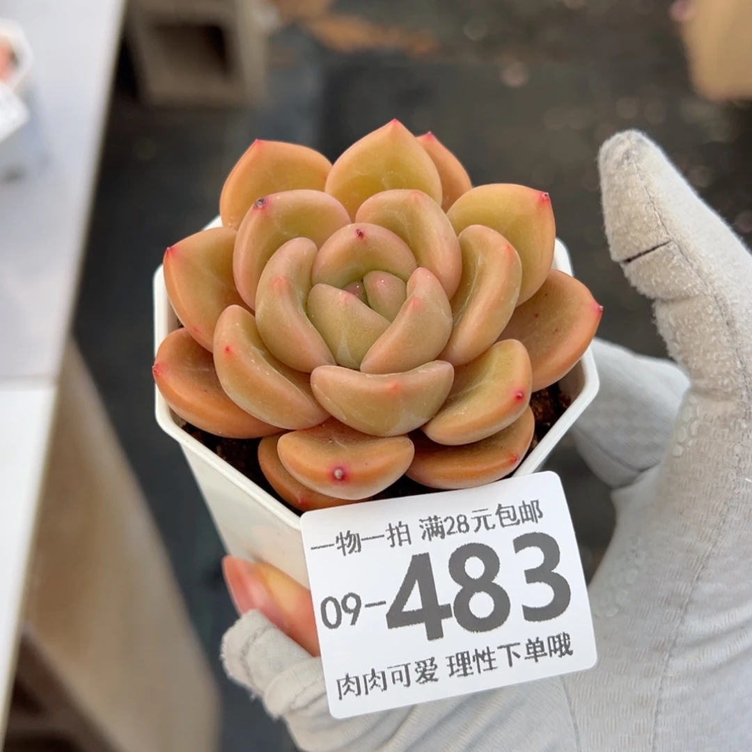 白兰地多肉多肉多肉多肉