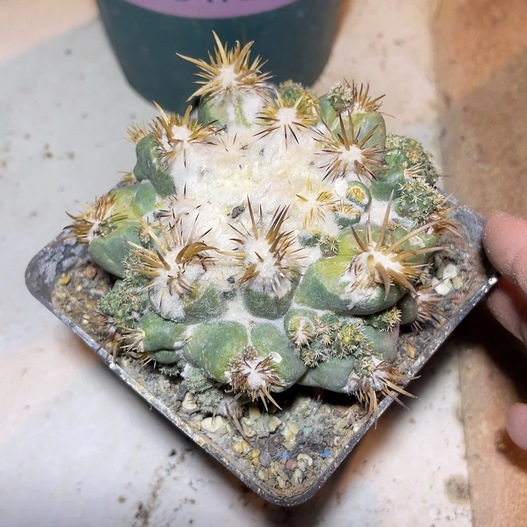 象牙刺缀一物一拍脱土发
