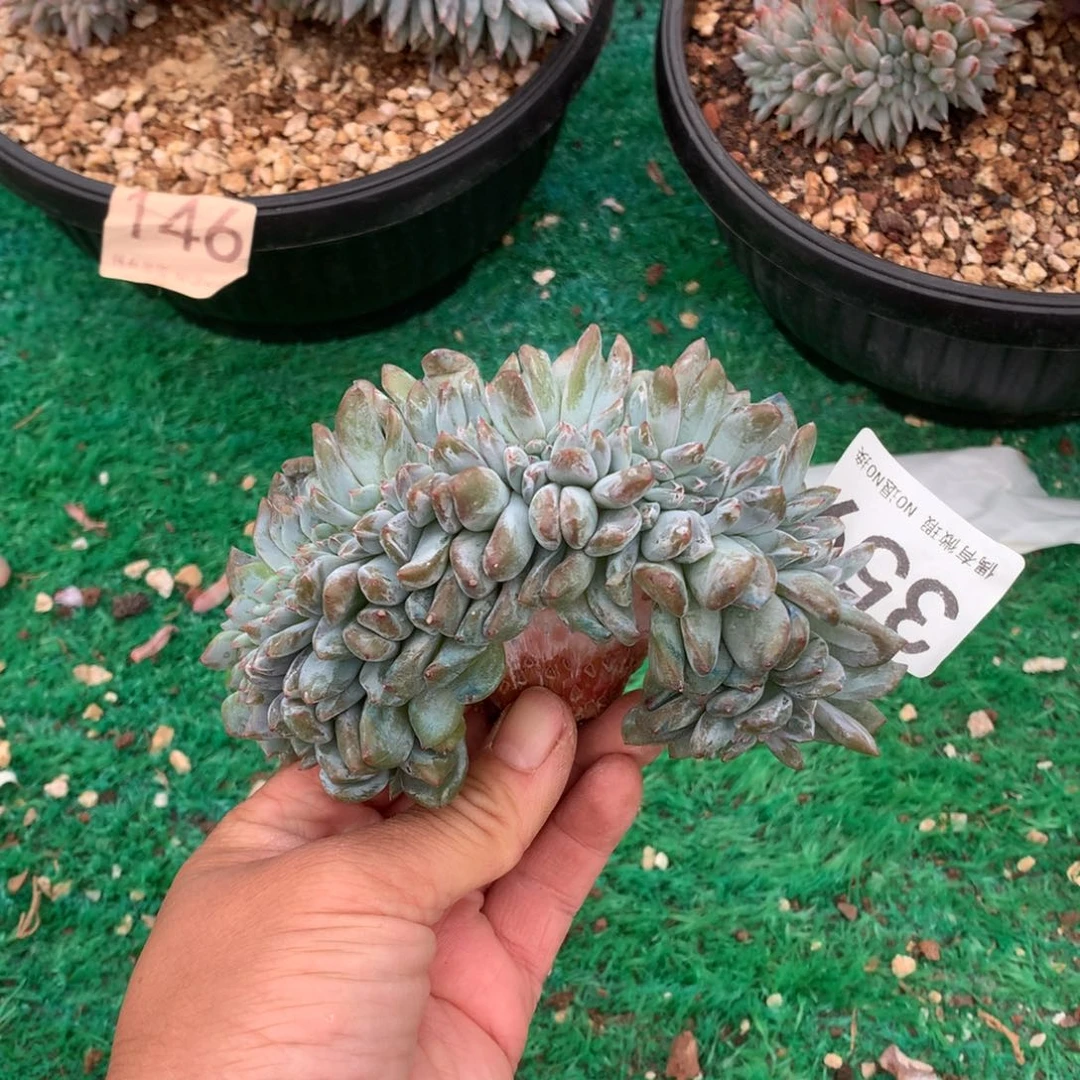 359橙子缀化多肉植物