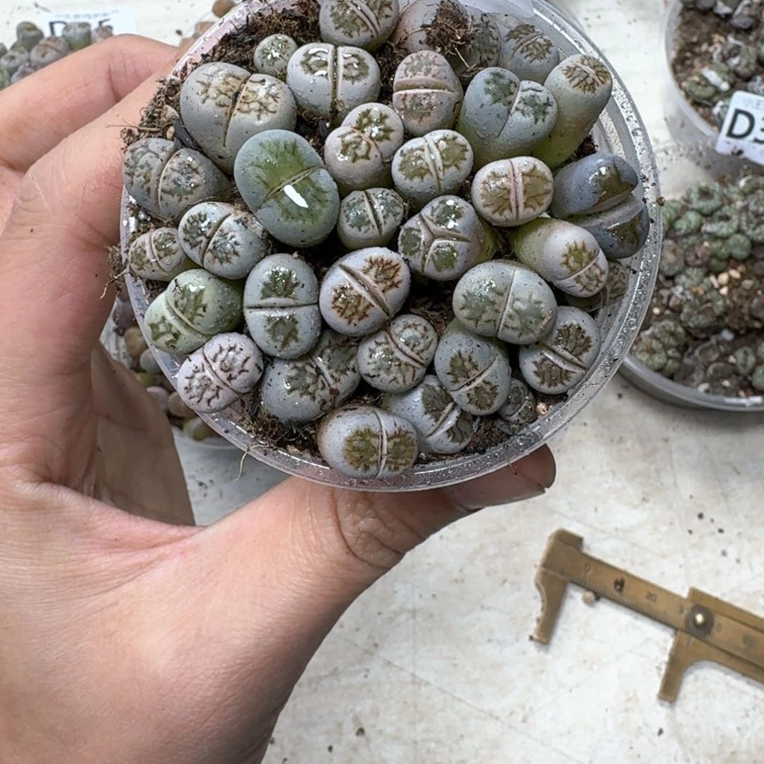 D20。彩菊一盒。好看