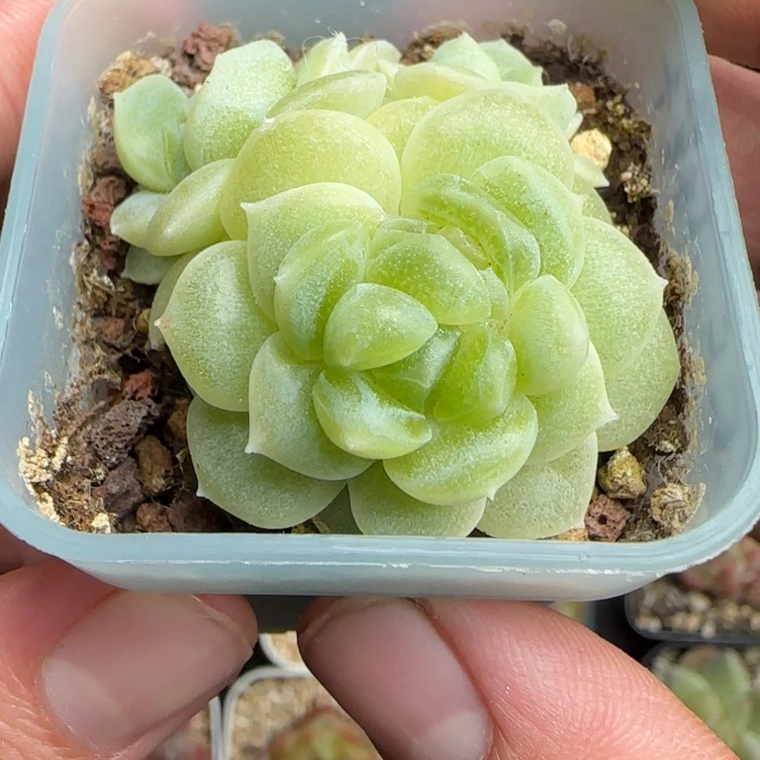 弌***弎一物一拍财富密码