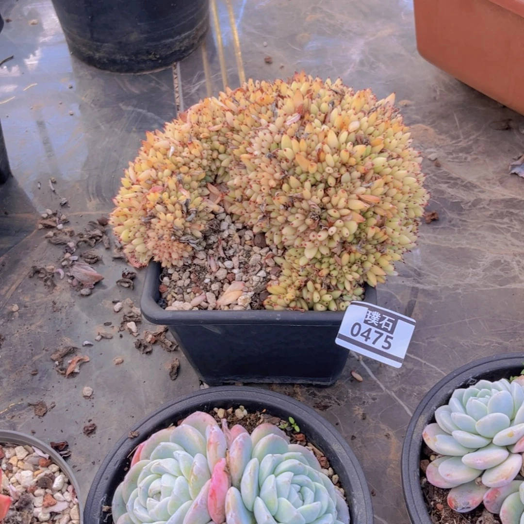 虎鲸多肉植物0475