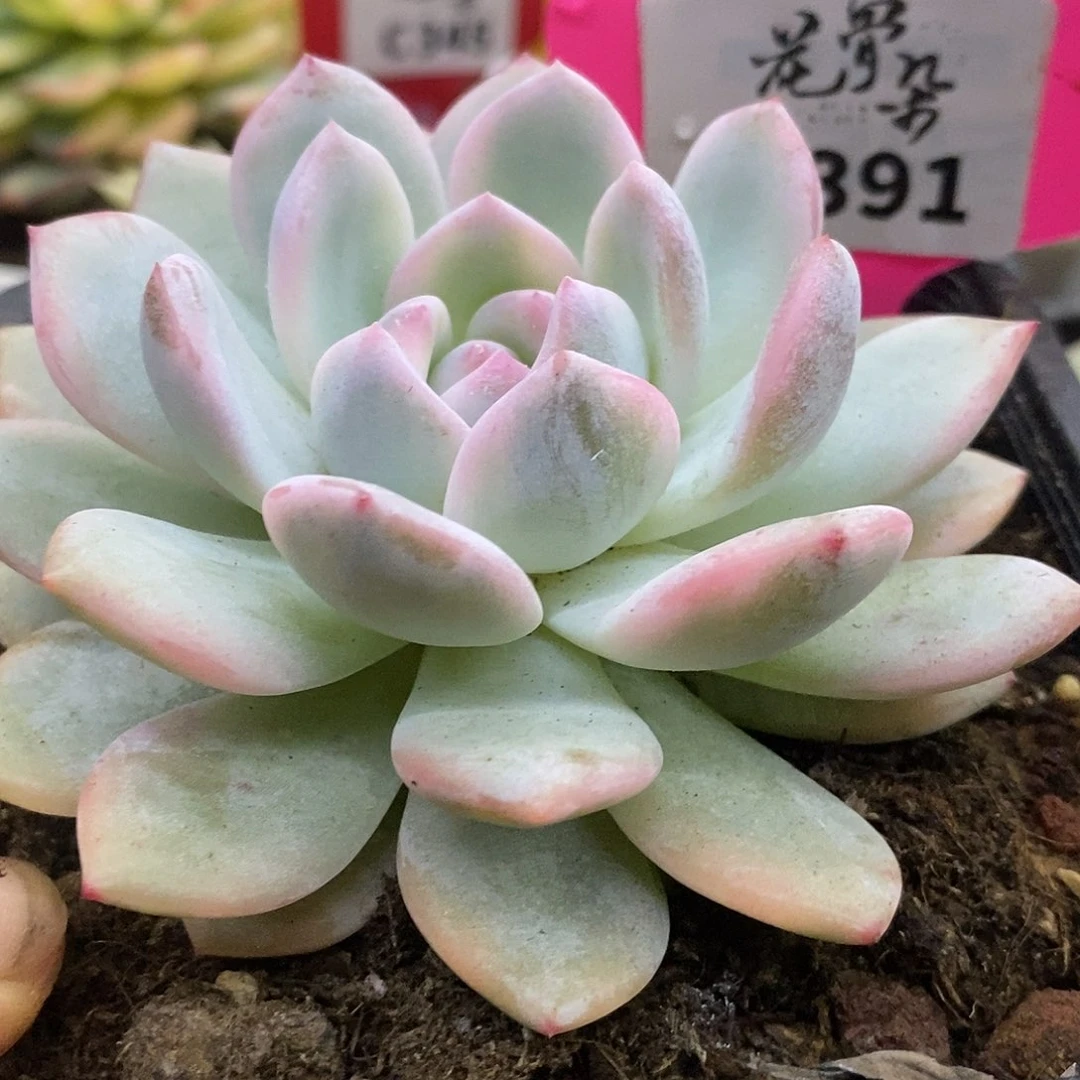 391梦露哈哈高高挂起