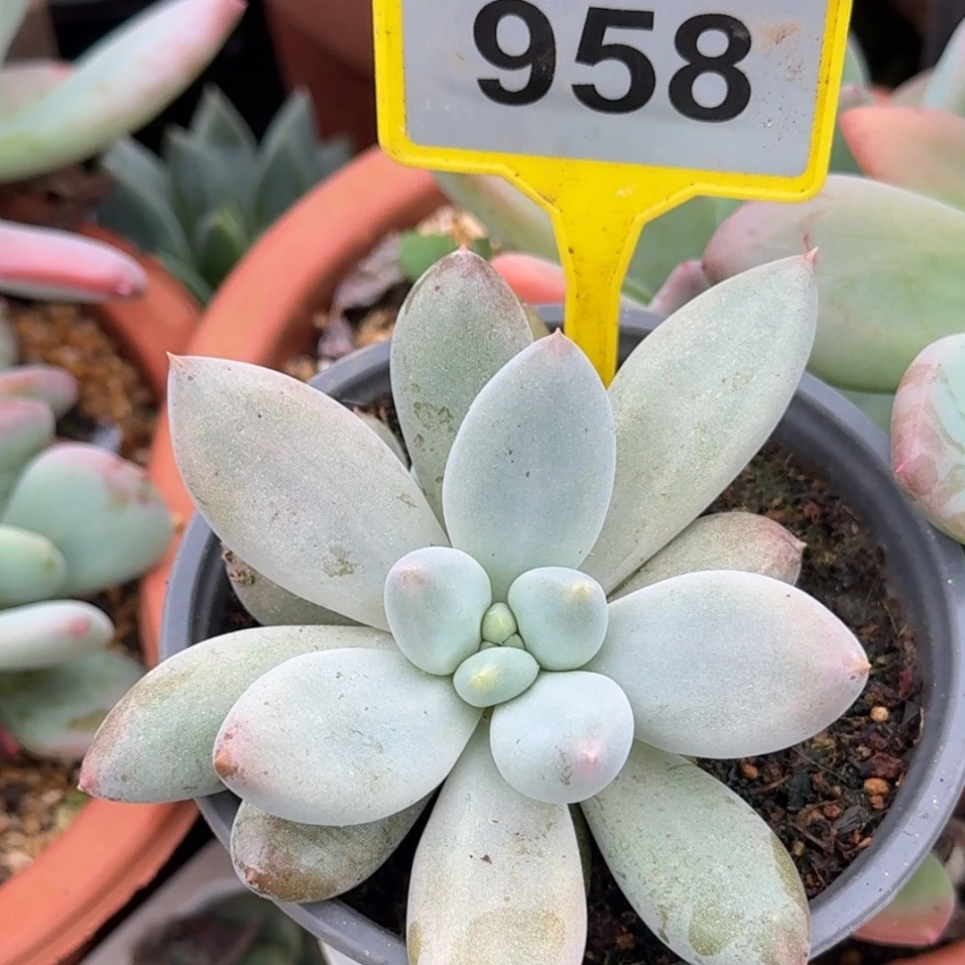 彩胖体哥特一物一拍958