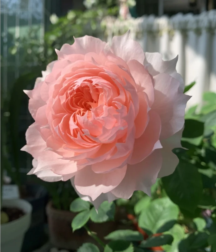 云南玫瑰大花浓香勤花玫瑰栽培四季开花耐寒耐旱适合阳台庭院