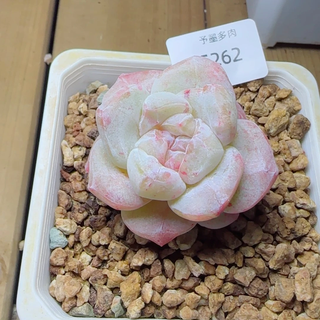 冰玉石化，5262多肉植物