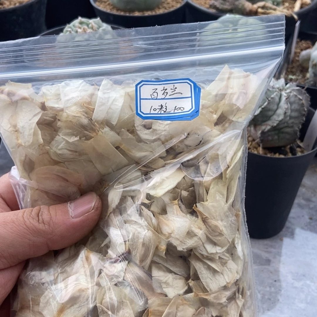 百岁兰种子10粒包邮