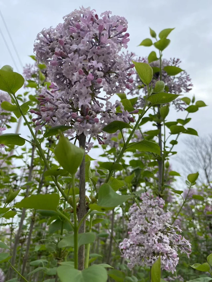 欧洲紫丁香别墅庭院地栽盆栽花卉