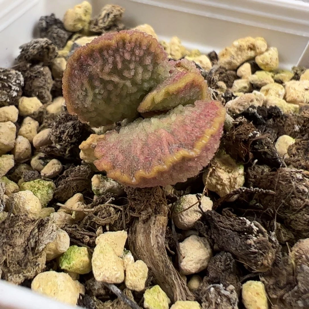 扇贝型实生新品多肉植物水泡