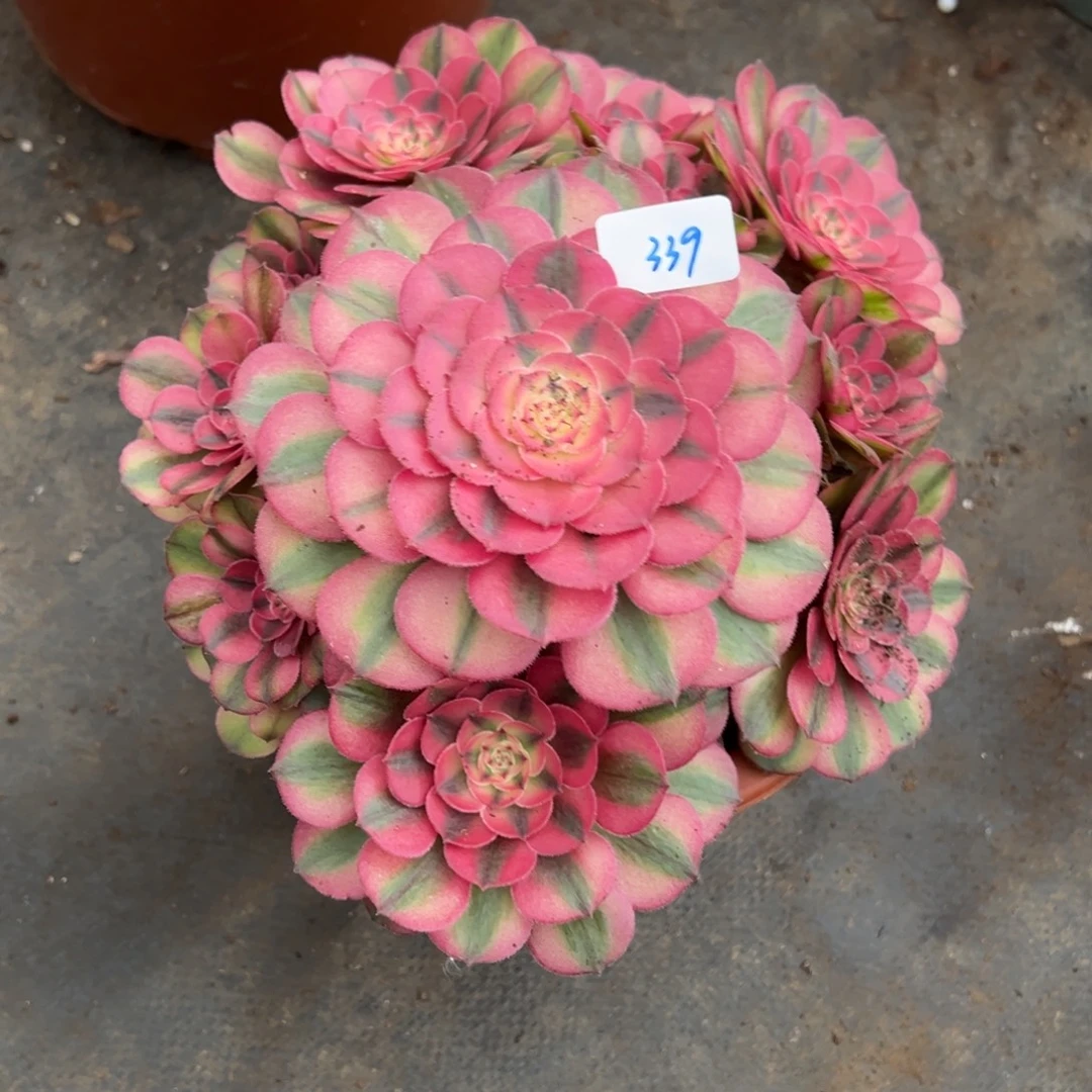 339荔枝多肉植物一