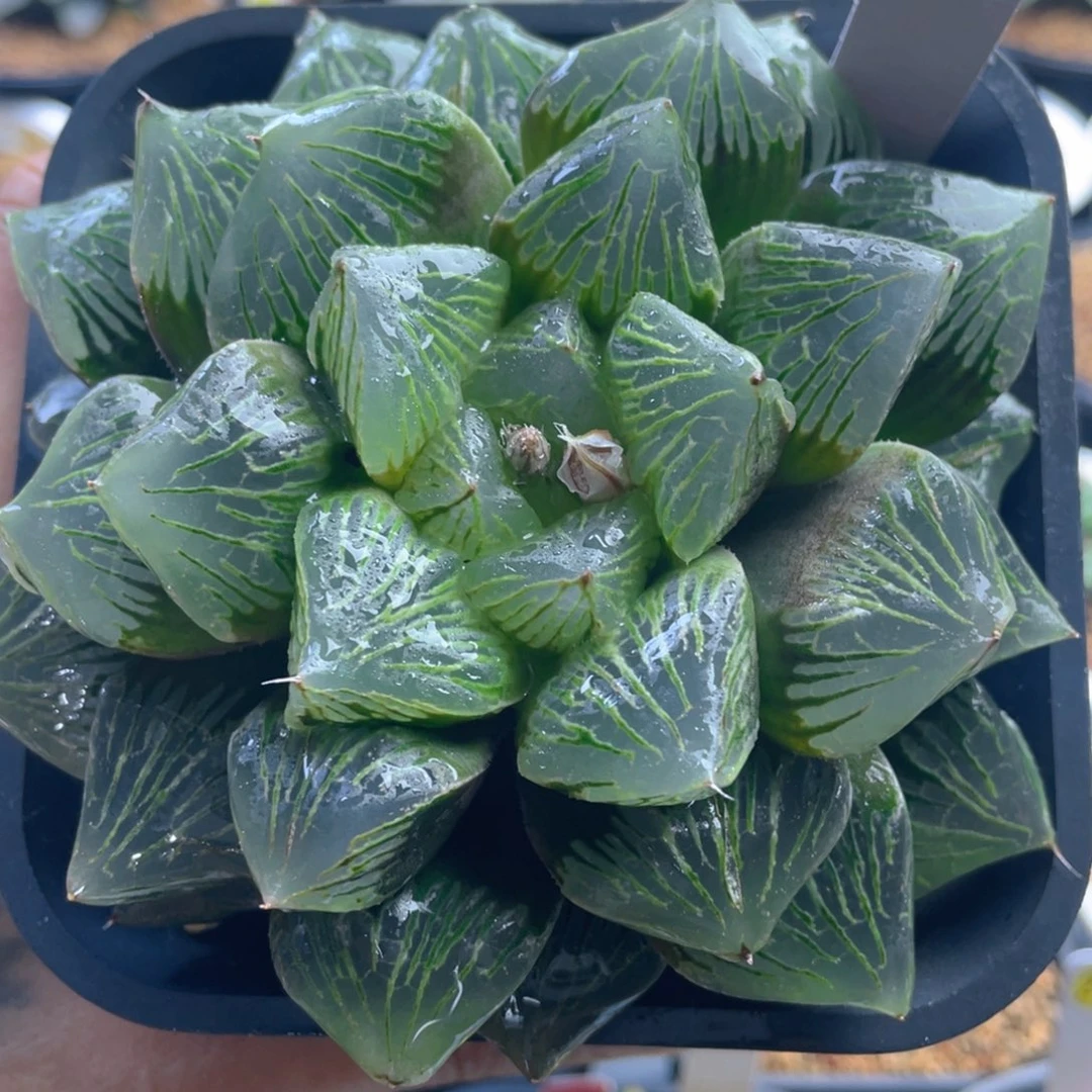 24.十二卷多肉玉潭寿母本。