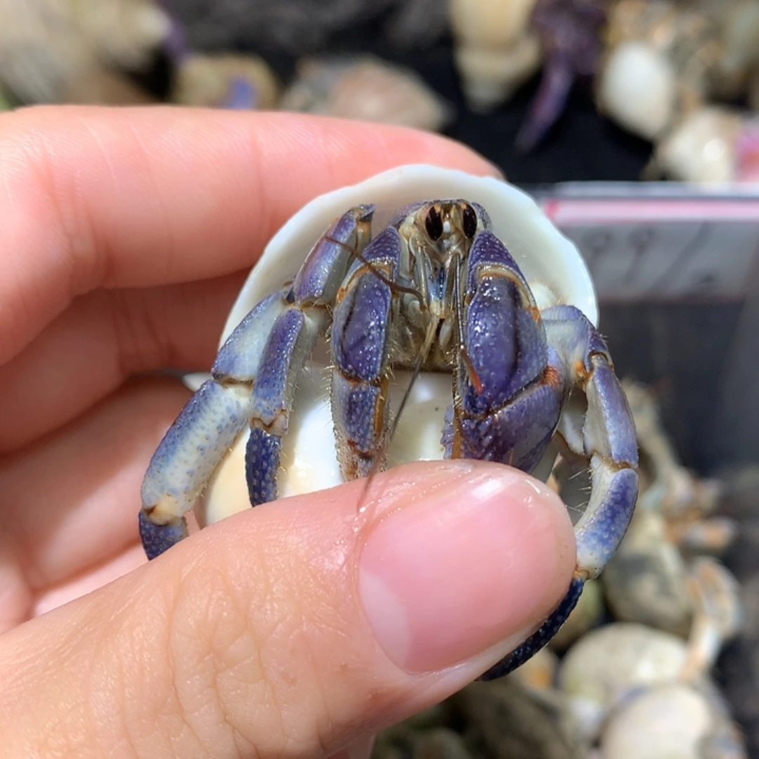 2.3口径奔跑的寄居蟹21号