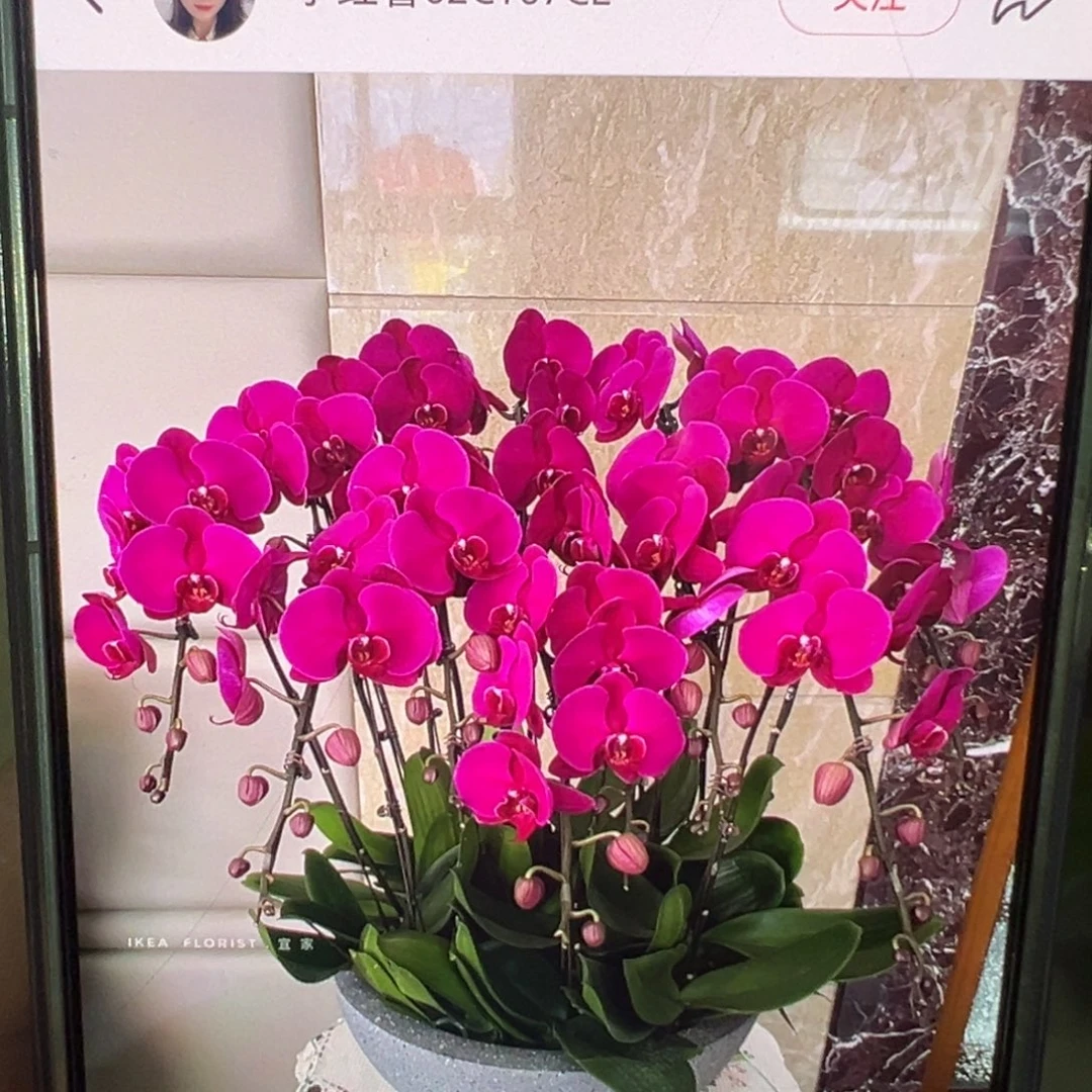 当前无花栽培后可以开花大喇叭新苗凑单发货