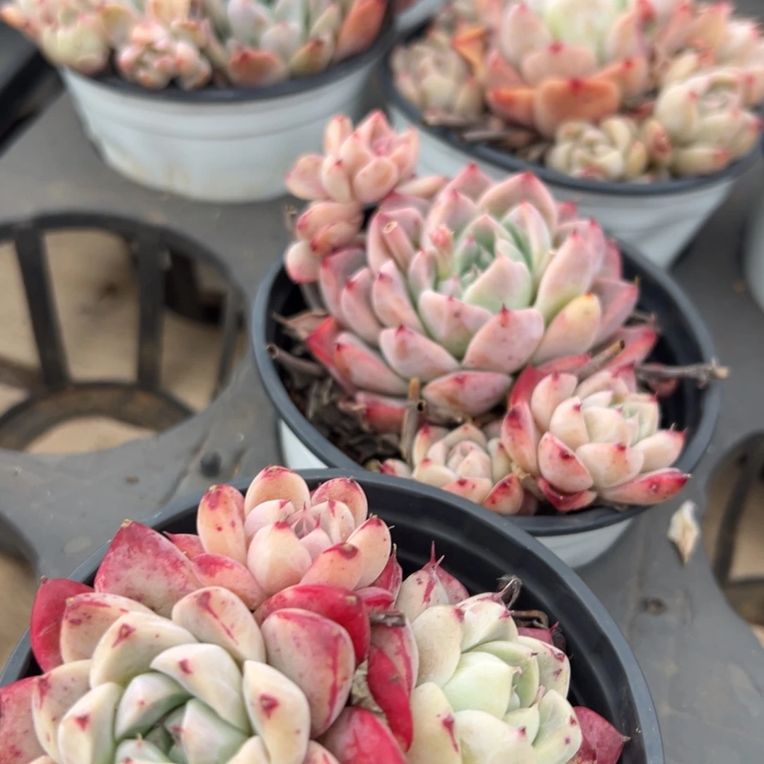 春节期间大福利90盆阿尔巴佳人