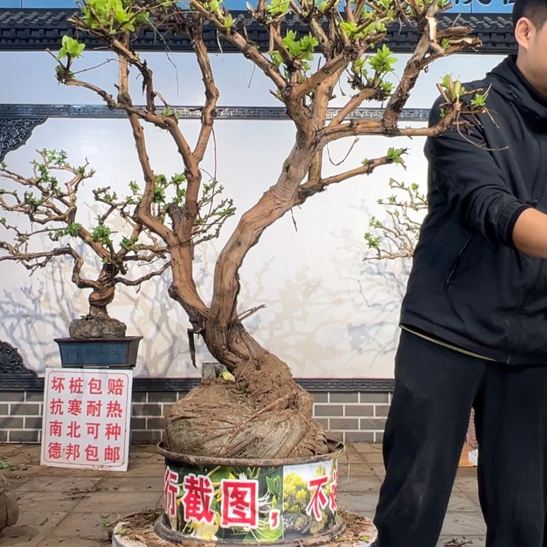 无花朵金银花开花199865566