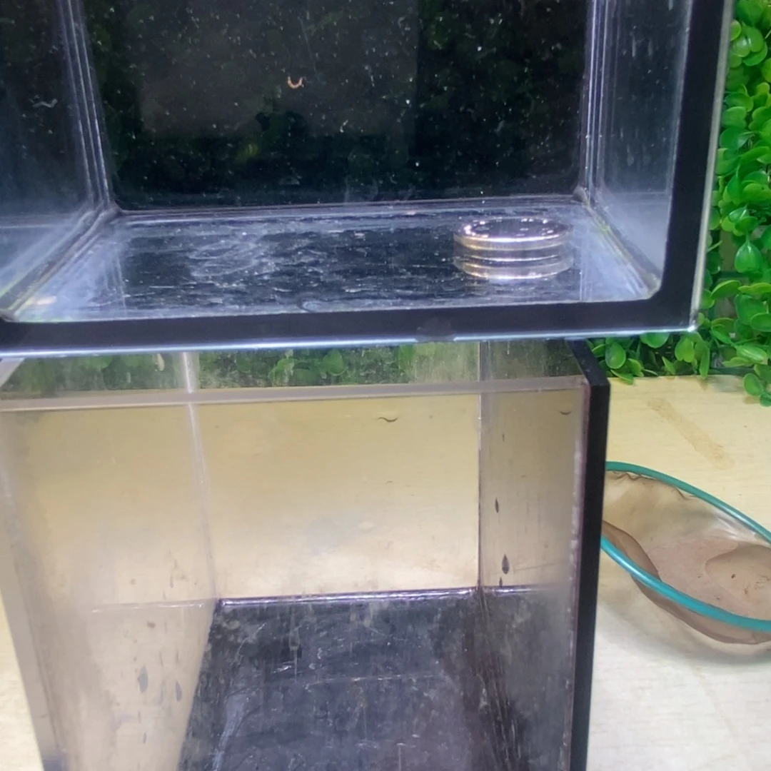 孔雀鱼蕾丝玻璃猫球体一对