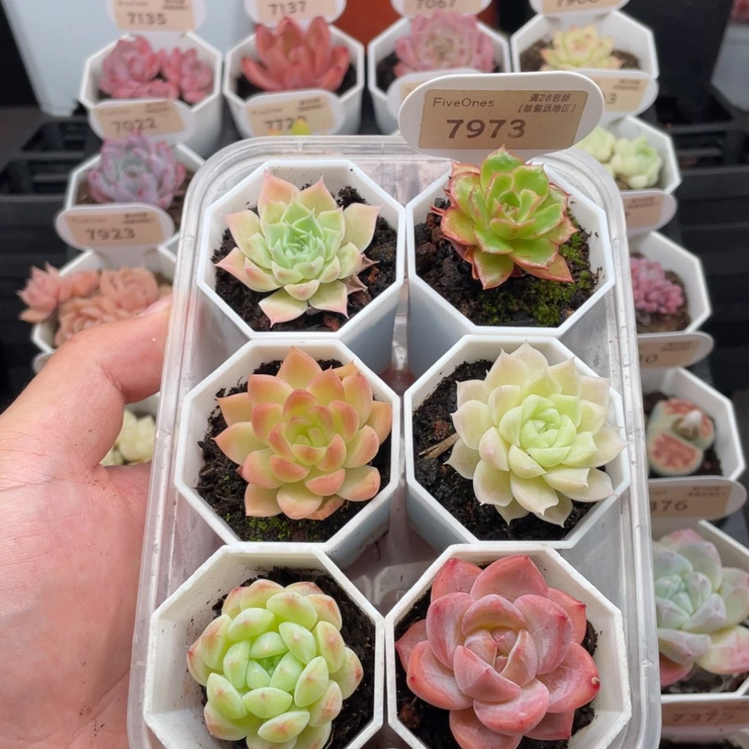组合套餐共6颗7973