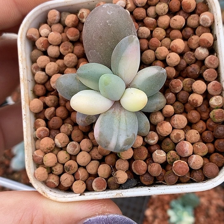 红手指锦多肉植物