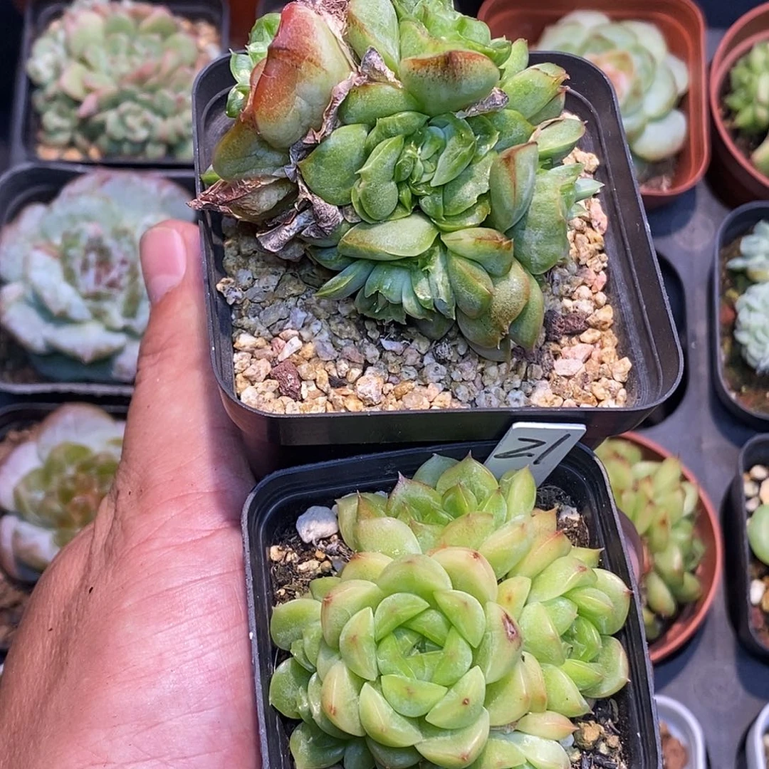 麦秆手捧和麦秆石化多肉