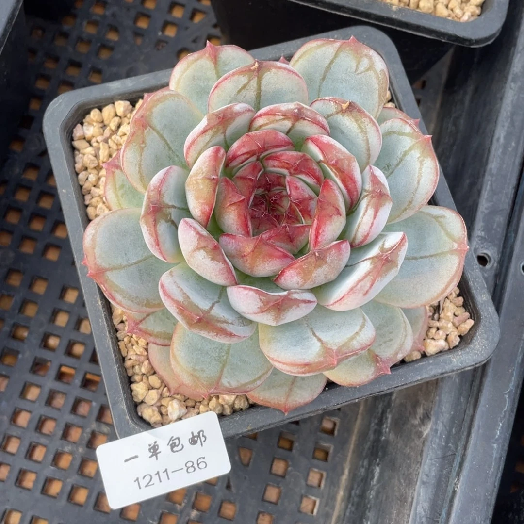 1211-86-长相思。。。。。，。。