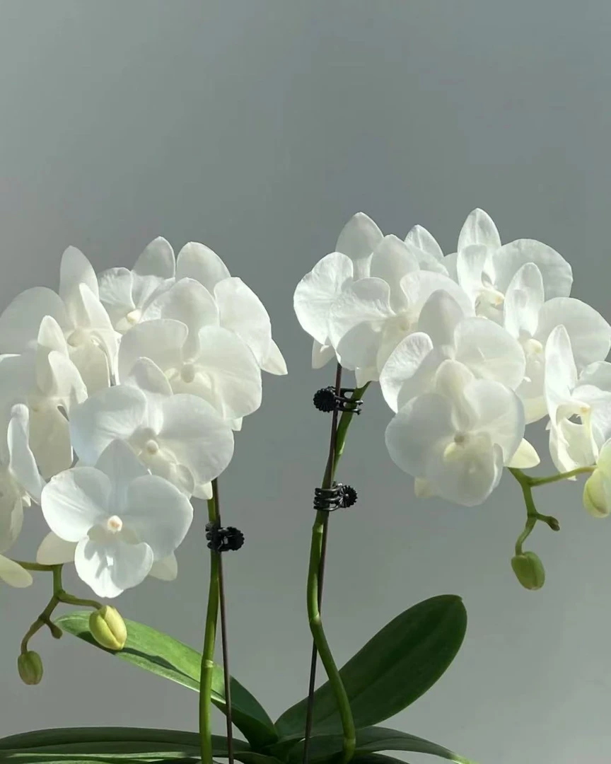 蝴蝶兰 白天鹅 2.8寸杯 不带花剑