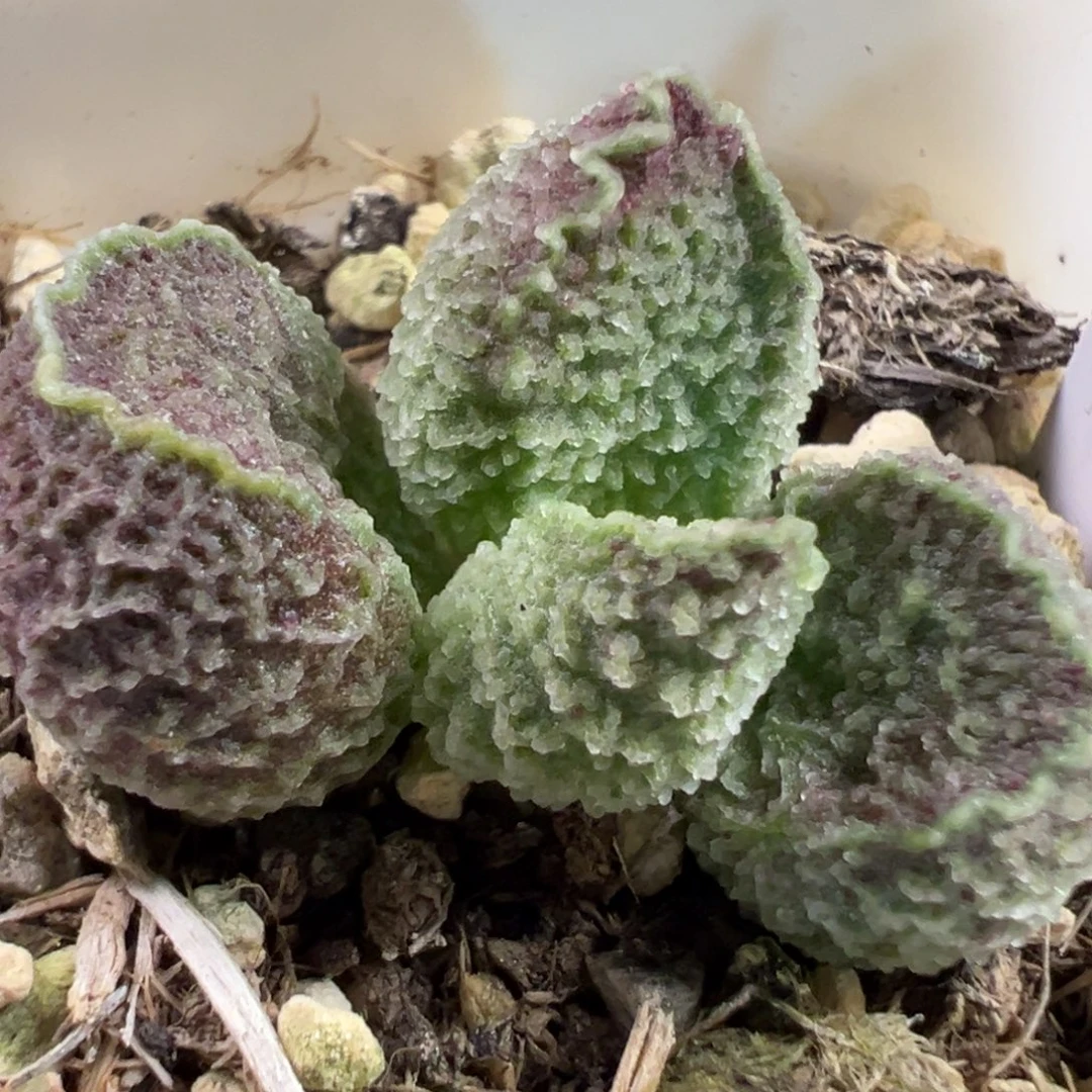 实生新品多肉植物水泡多肉植物水泡
