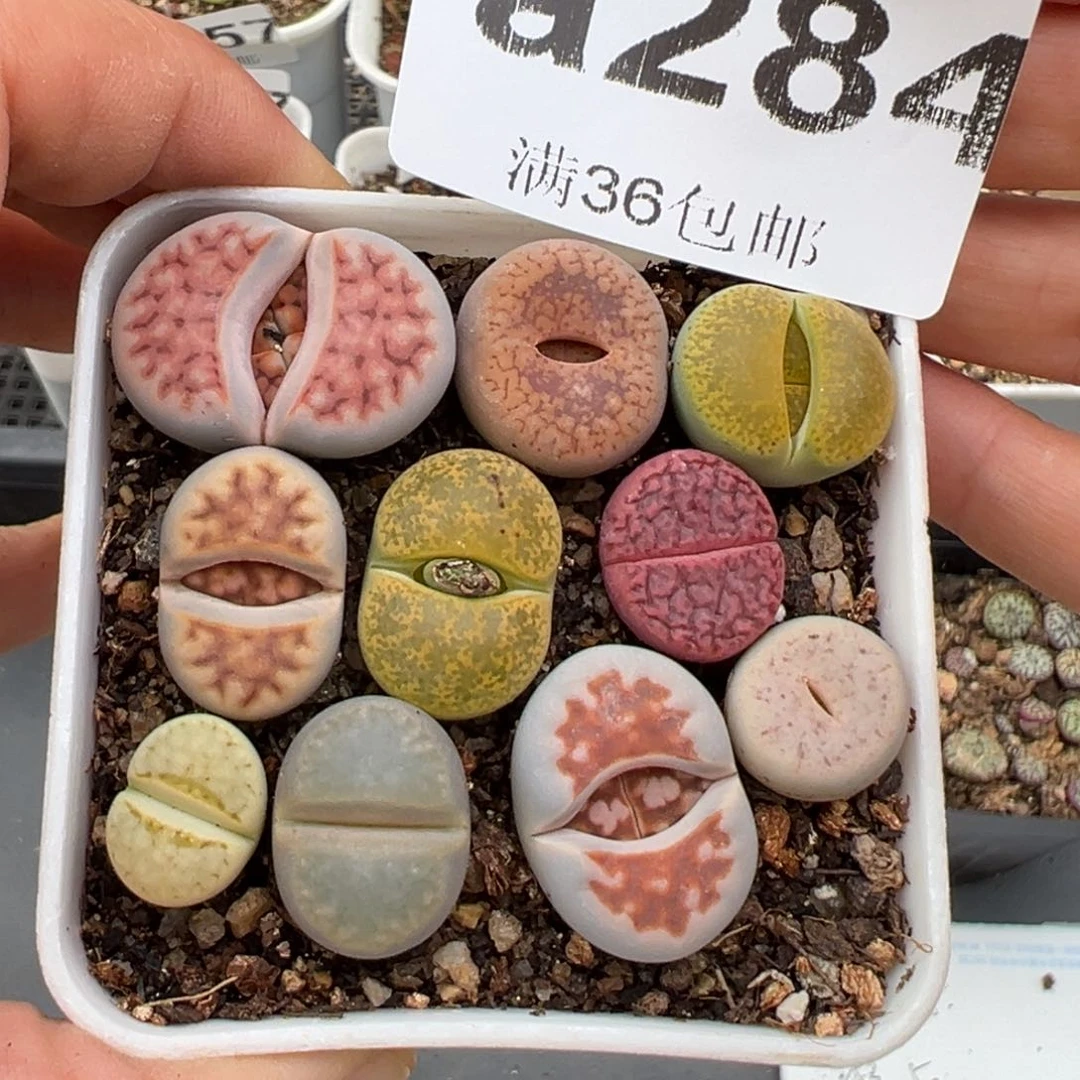 2.3好看的多肉a284