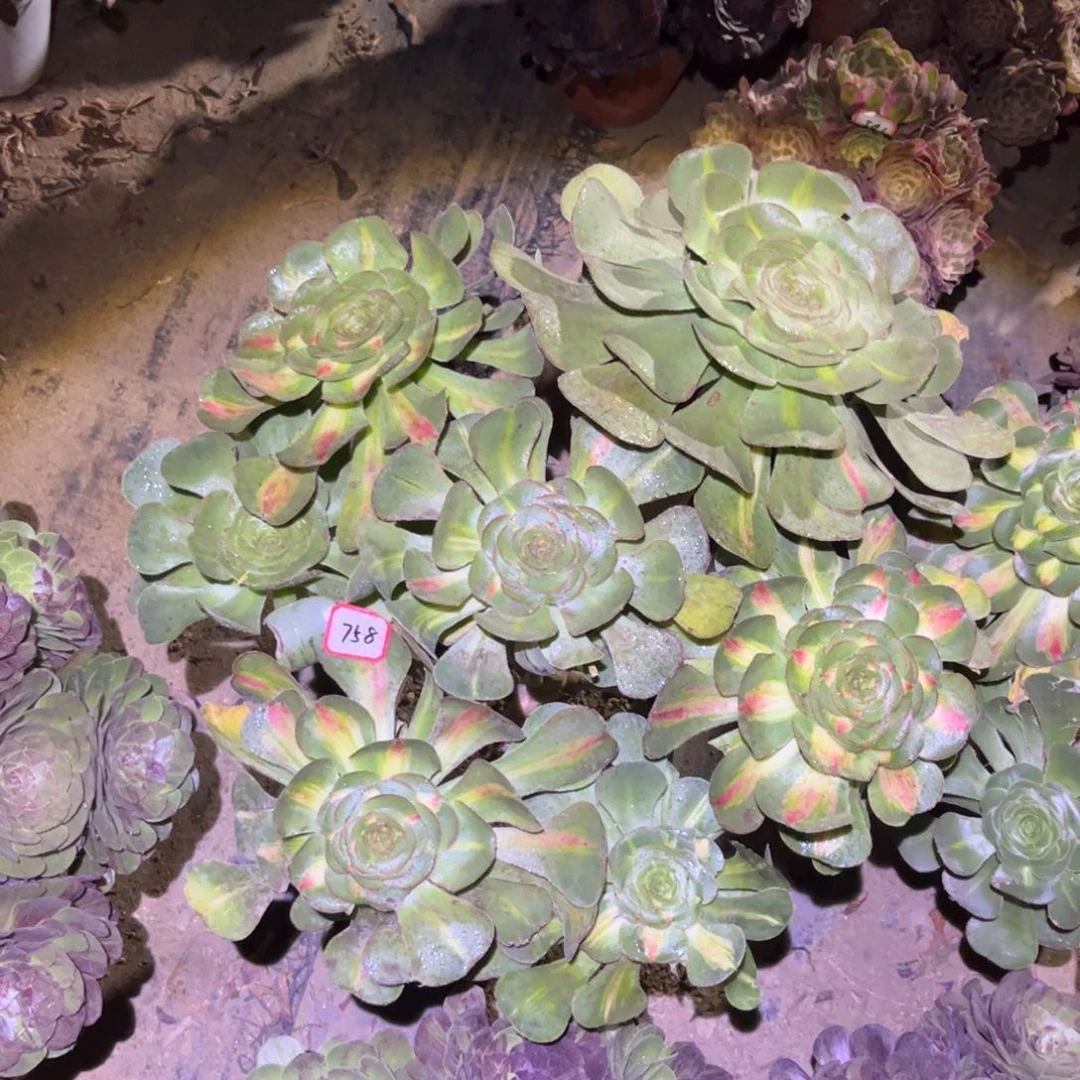 758多肉植物大暴君
