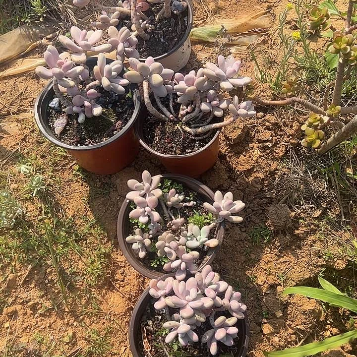 懿****?多肉植物实物4
