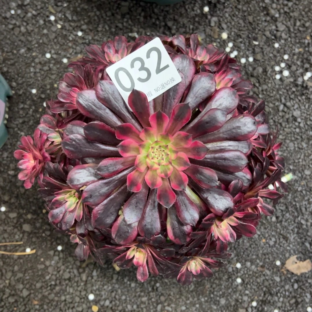 我是真的很喜欢这个