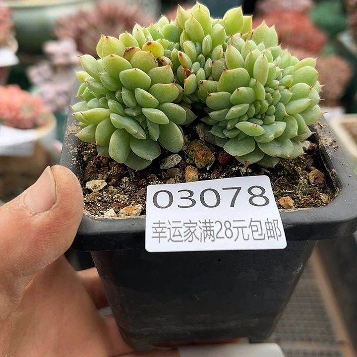 幸运儿的故事也是很幸运的