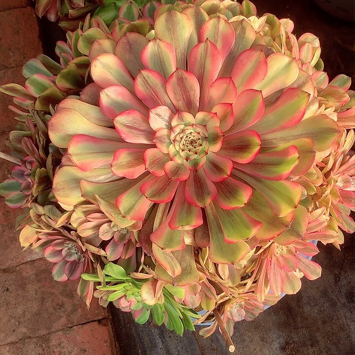 粉体美姬，多肉植物