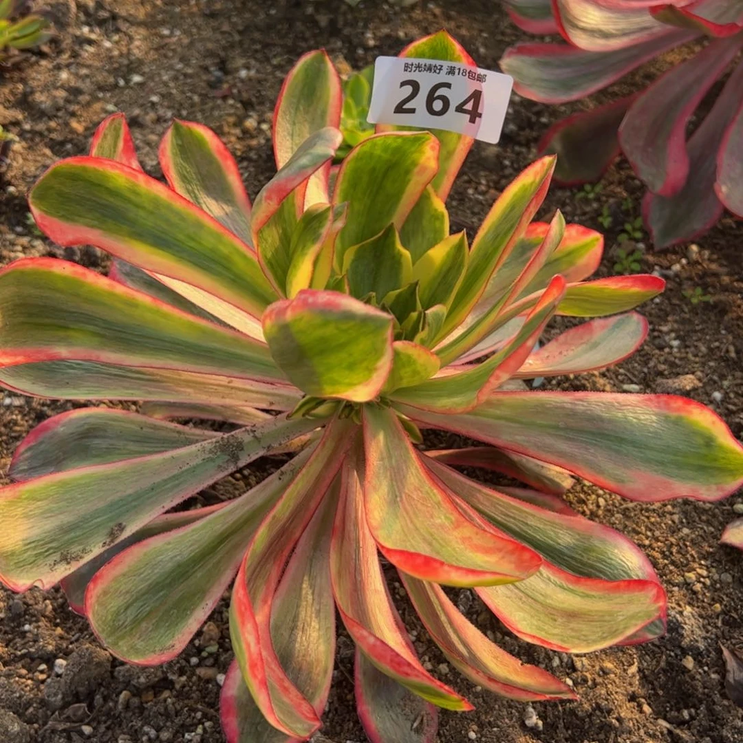 264红魔女多肉植物